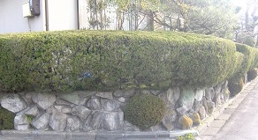 道にでっぱた生垣の植替え　城陽市