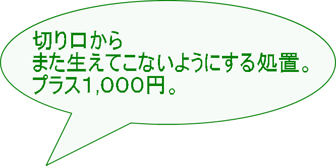 切り口から また生えてこないようにする処置。 プラス１,０００円。