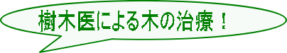 樹木医による木の治療！